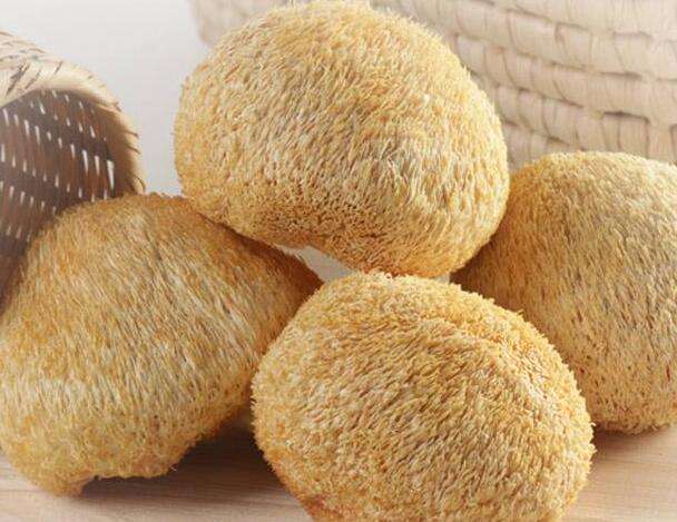 信邦解讀干猴頭菇 信邦解讀干猴頭菇